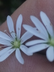 Stellaria bungeana