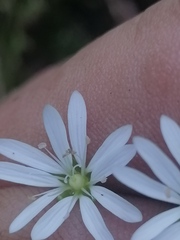 Stellaria bungeana