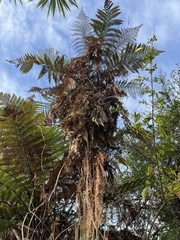 Dicksonia squarrosa