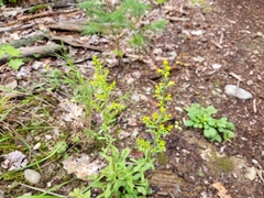 Solidago arguta