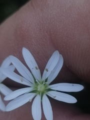 Stellaria bungeana