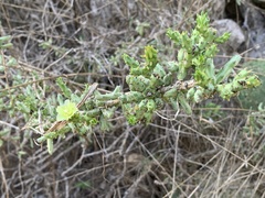 Cylindropuntia leptocaulis