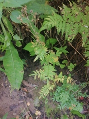 Polemonium caeruleum