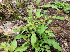 Solidago arguta