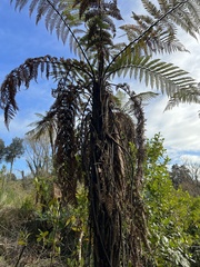Dicksonia squarrosa