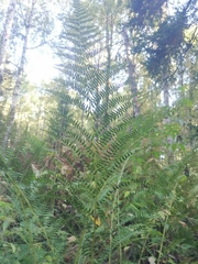 Athyrium distentifolium