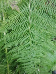 Athyrium distentifolium