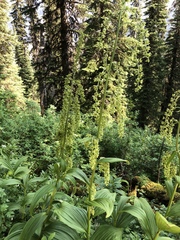 Veratrum viride eschscholtzianum