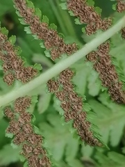 Athyrium distentifolium