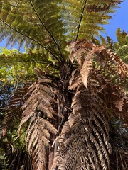 Dicksonia squarrosa