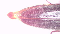 Melanotus mouldsi