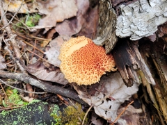 Suillus spraguei