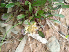 Ptilotus spathulatus