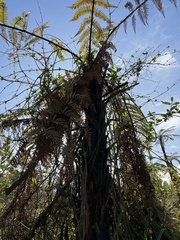 Dicksonia squarrosa
