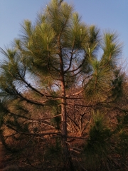 Pinus roxburghii