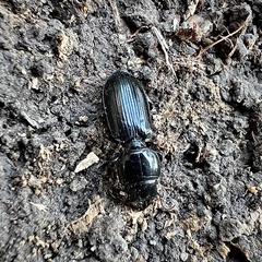 Scarites subterraneus