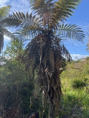 Dicksonia squarrosa