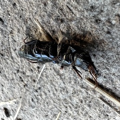 Scarites subterraneus