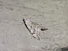 Aplocera plagiata