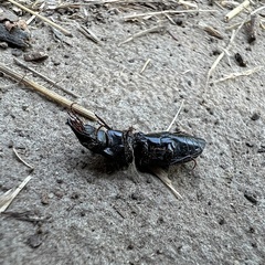 Scarites subterraneus