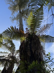 Dicksonia squarrosa