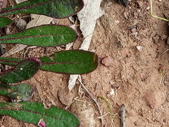 Ptilotus spathulatus