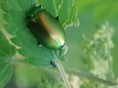 Chrysolinina