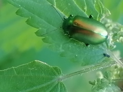 Chrysolinina