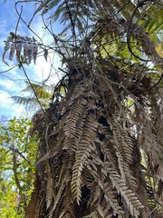 Dicksonia squarrosa