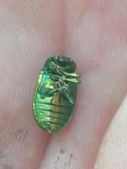 Chrysolinina