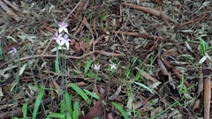 Caladenia latifolia
