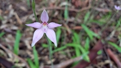 Caladenia latifolia