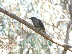 Anthochaera chrysoptera