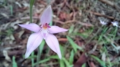 Caladenia latifolia