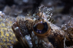 Neoclinus uninotatus