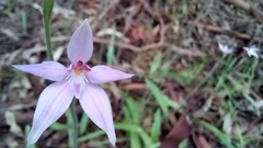 Caladenia latifolia