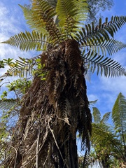 Dicksonia squarrosa