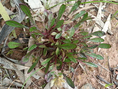 Ptilotus spathulatus