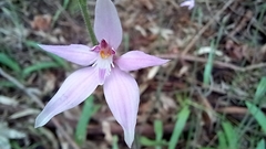 Caladenia latifolia