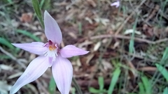 Caladenia latifolia