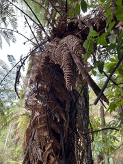 Dicksonia squarrosa