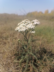 Achillea asiatica