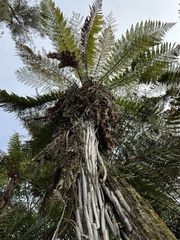 Dicksonia squarrosa