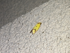 Agapeta zoegana