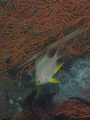 Amblyglyphidodon aureus