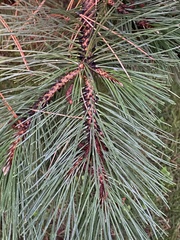 Pinus resinosa