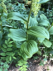 Veratrum viride eschscholtzianum