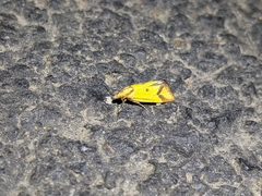 Agapeta zoegana