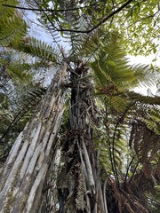 Dicksonia squarrosa