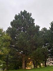Pinus resinosa